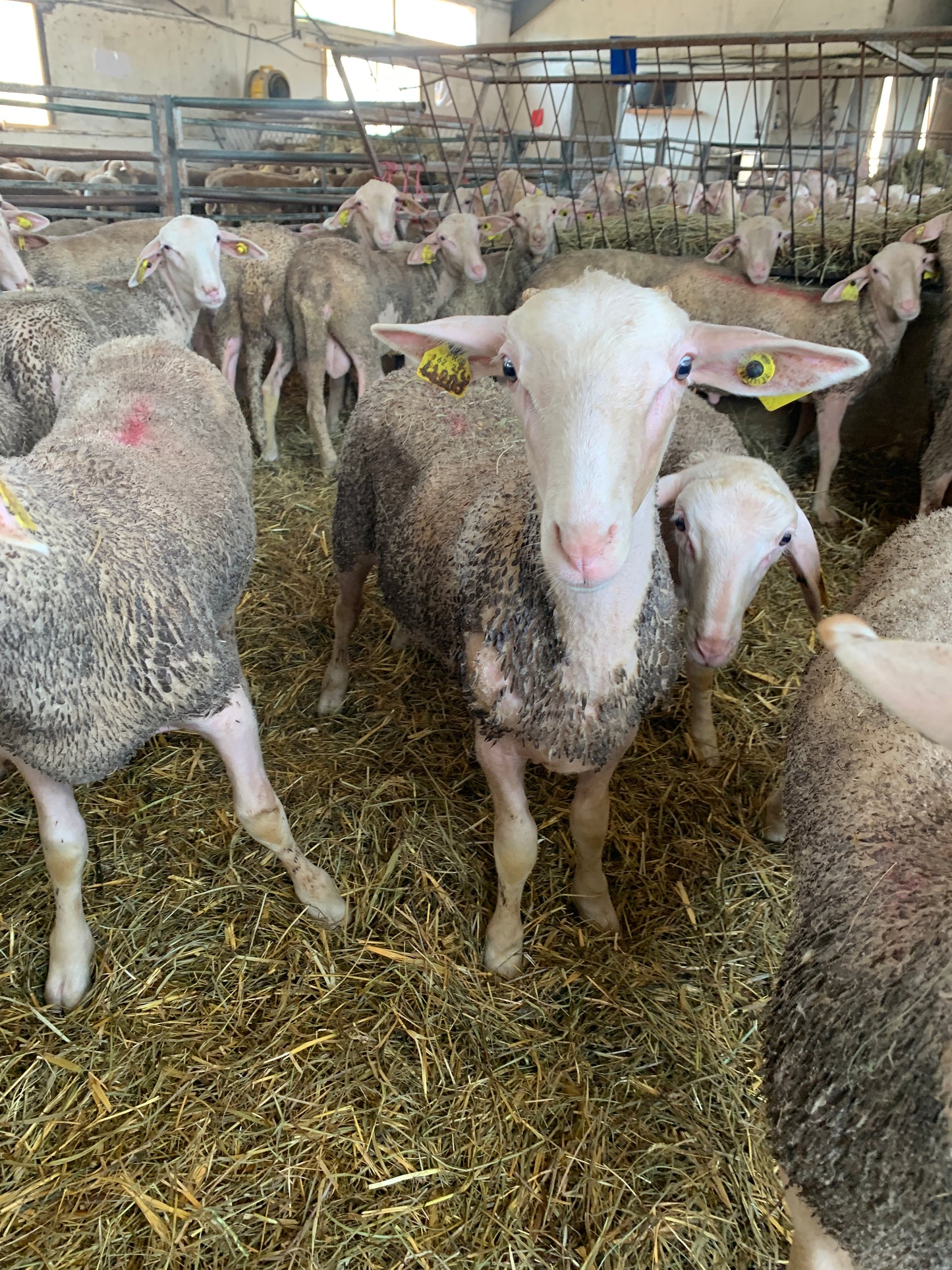 Agneau 🇫🇷 Aveyron - poids moyen 30 kg (sans cornes)