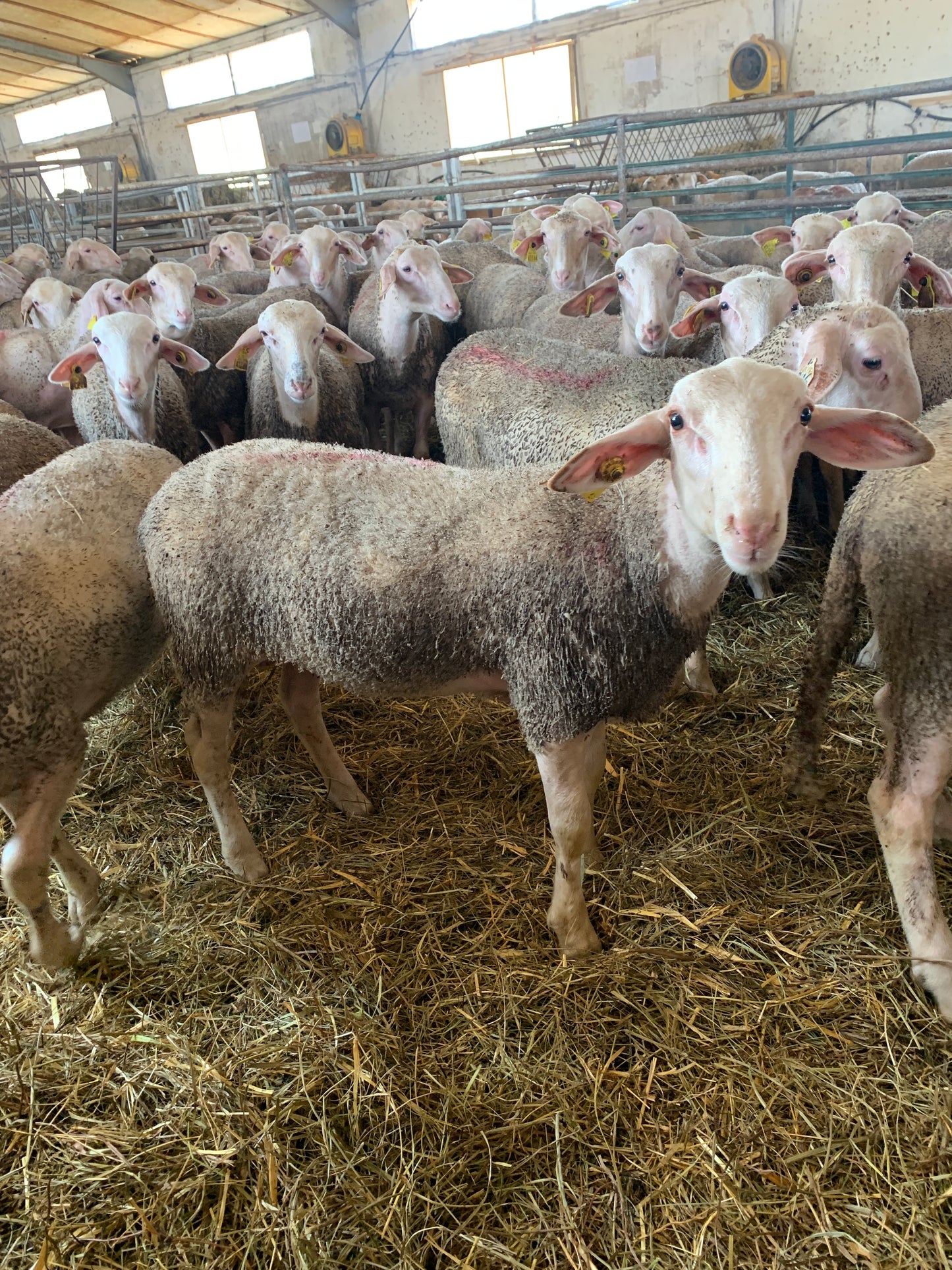 Agneau 🇫🇷 Aveyron - poids moyen 30 kg (sans cornes)