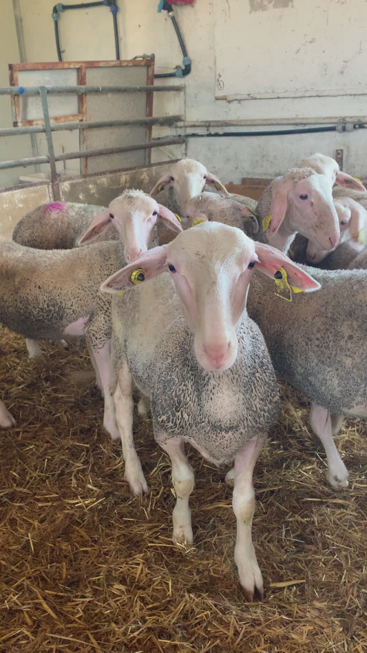 Agneau 🇫🇷 Aveyron - poids moyen 30 kg (sans cornes)